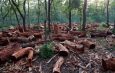 Endangered Environmental Defenders