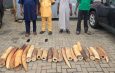 Customs Pound Wildlife Smuggling Syndicate