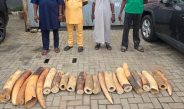 Customs Pound Wildlife Smuggling Syndicate