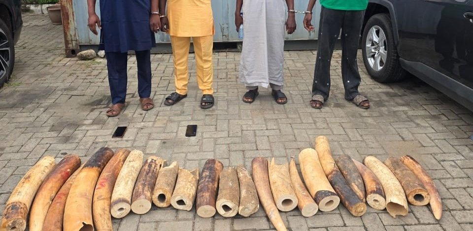 Customs Pound Wildlife Smuggling Syndicate